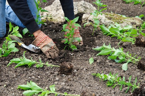 Close-up of Stratford lawn soil health and grass roots
