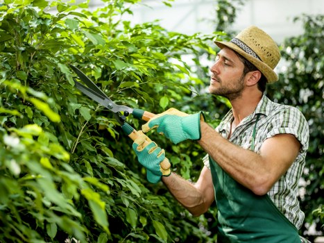 Arborist assessing a tree for lopping or removal in Stratford