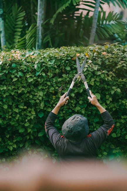 A gardener wearing a dark hat and long-sleeved shirt is trimming a dense, neatly shaped hedge with a pair of garden shears. The hedge features small, vibrant green leaves, creating a lush border in th