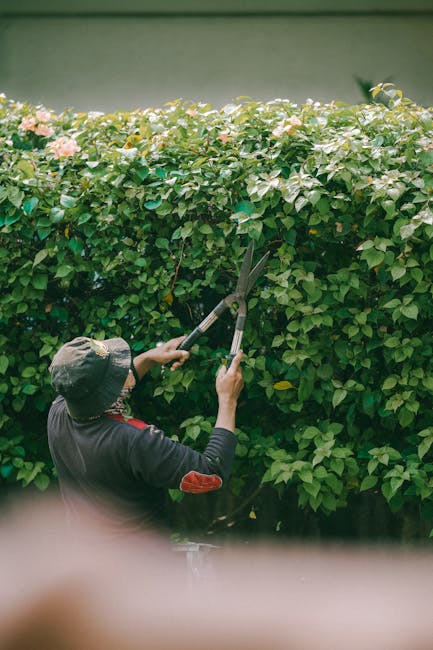 A gardener wearing a dark hat and long-sleeved shirt is trimming a dense, neatly shaped hedge with a pair of garden shears. The hedge features small, vibrant green leaves, creating a lush border in th