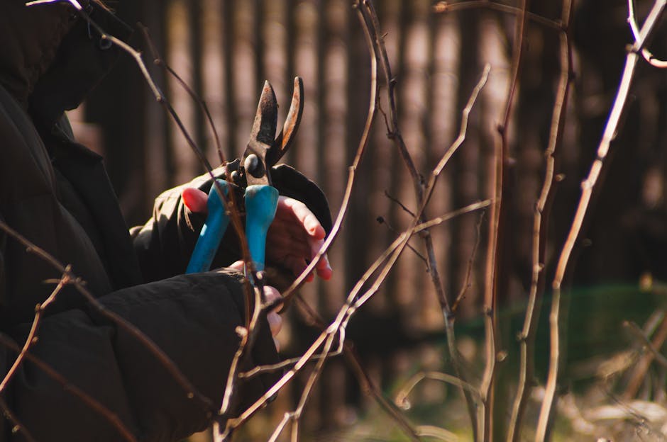 A gardener wearing black gardening gloves is using pruning shears with blue handles to trim thin, leafless brown branches in a garden. The background shows a blurred wooden fence or dense trees, indic